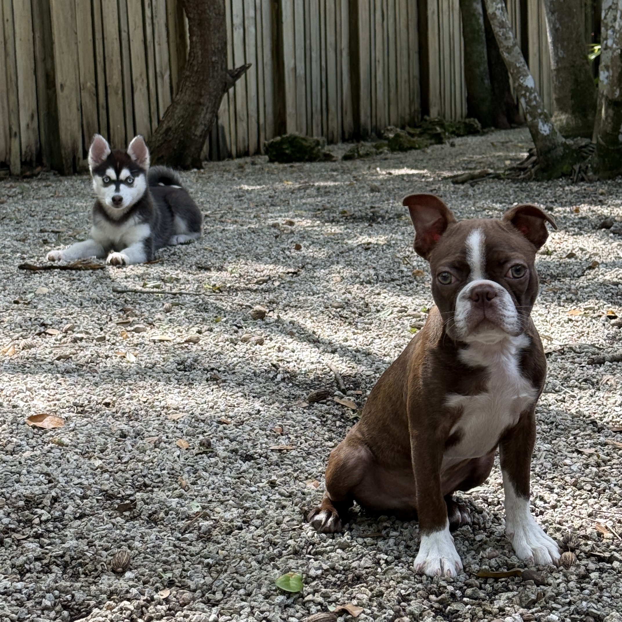 Puppies in board and train program at Pack Protocol Miami
